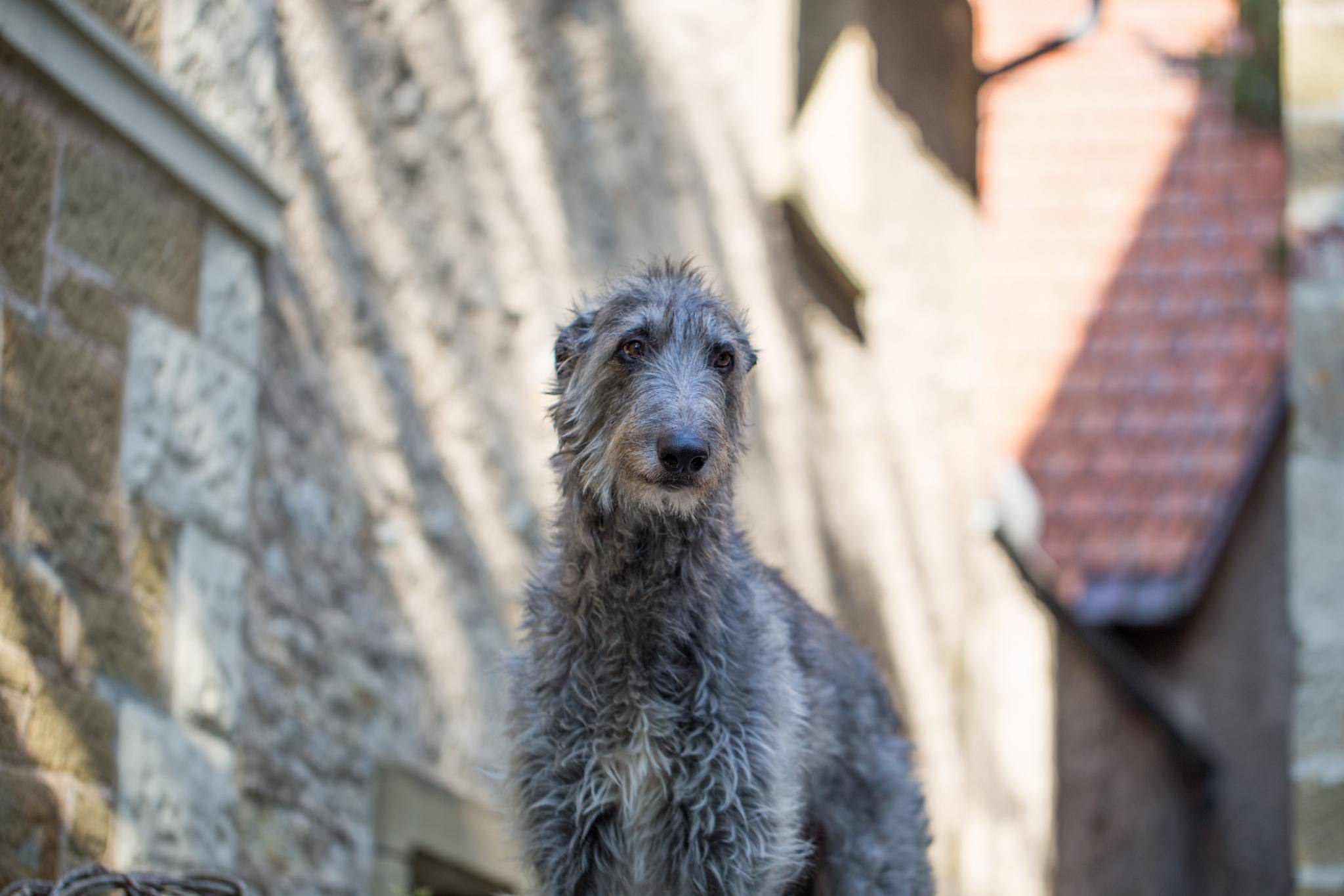 Dreamy Duke Dandelion – DON